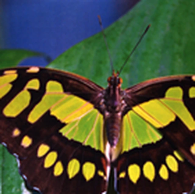 Unobstructed compound-lens reference of the printed butterfly target